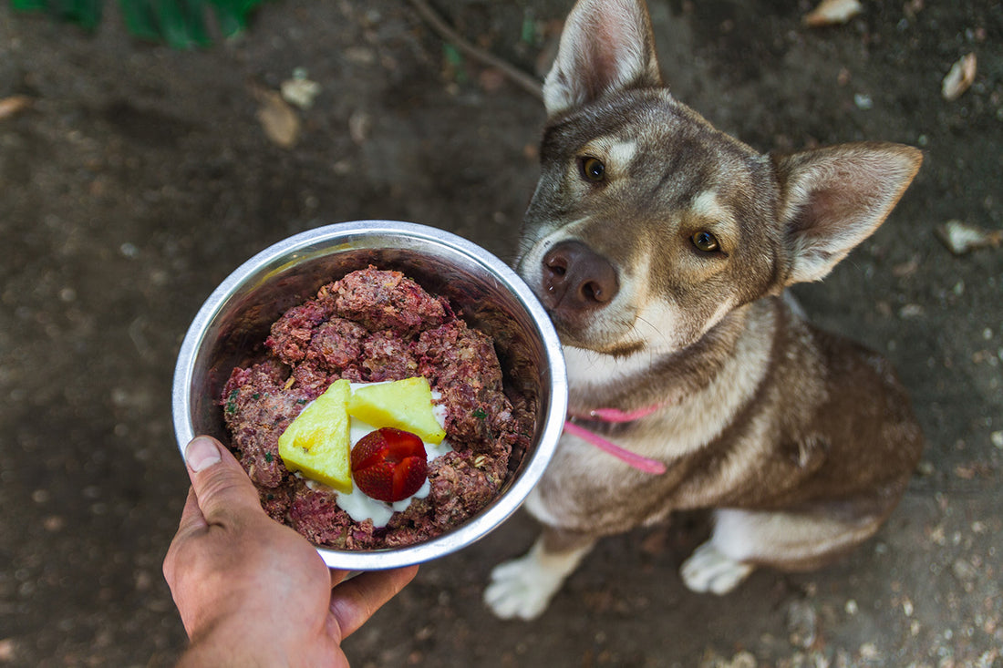 Is your dog a picky eater? This may help!